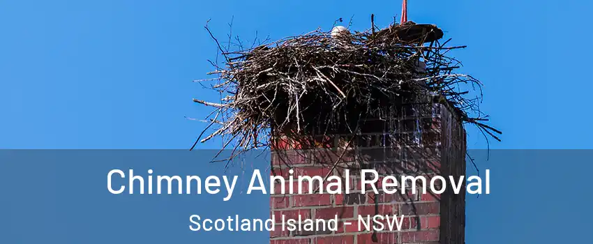 Chimney Animal Removal Scotland Island - NSW